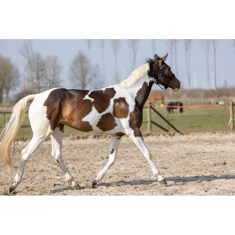 Excellent Horse Hi Gloss Glitter Spray Regnbue 250 ml Excellent Horse Hi Gloss Glitter Spray Regnbue 250 ml