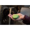 Hi Gloss Shampoo Bar Aloe Vera 60g Excellent Horse
