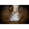 Hi Gloss Glitter Hovpolering Sølv 150 ml Excellent Horse