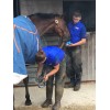 Horslyx hvidløg slikkesten 650 gram Horslyx hvidløg slikkesten 650 gram