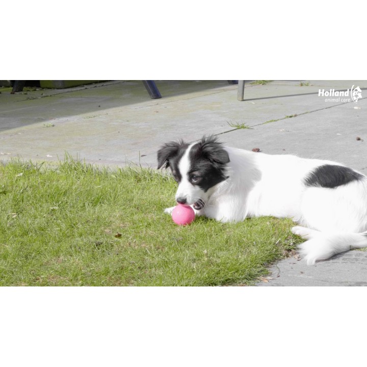 Stjernestøv Orange S Hundelegetøj Dog Comets