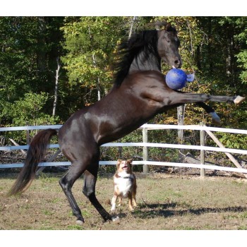 Legebold til hest Orange Jolly Legebold til hest Orange Jolly