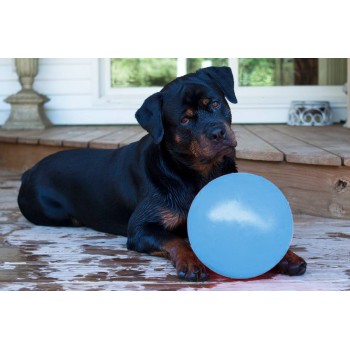 Bounce-n Play Blåbær L (20 cm) Jolly Bounce-n Play Blåbær L (20 cm) Jolly