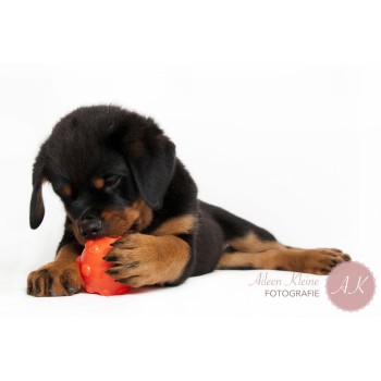 Orange S (7,6 cm) Jolly Jumper