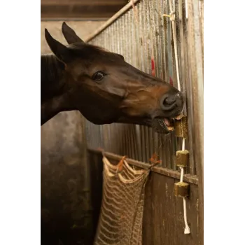 Lucerne på reb til heste Lax Lucerne på reb til heste Lax