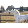 Lucky Horse