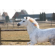 Lucky Horse