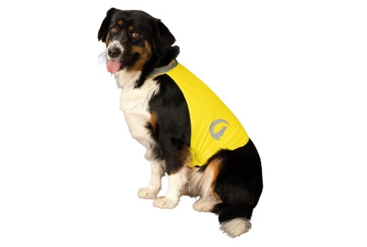 Sikker og Synlig Hund i Mørket: Din Guide til Vinterens Gåture