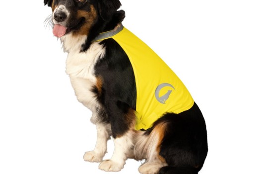 Sikker og Synlig Hund i Mørket: Din Guide til Vinterens Gåture