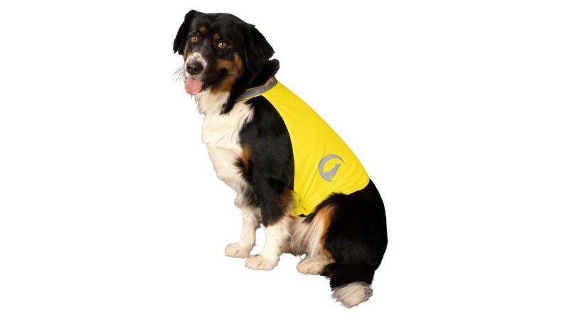 Sikker og Synlig Hund i Mørket: Din Guide til Vinterens Gåture