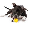Outward Hound Orbee-Tuff Nooks Gul Outward Hound Orbee-Tuff Nooks Gul