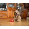 Outward Hound Orbee-Tuff Snoop S Rød (Lil' Snoop) Outward Hound Orbee-Tuff Snoop S Rød (Lil' Snoop)