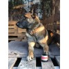 RelaxoPet PRO Hund RelaxoPet PRO Hund
