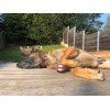 RelaxoPet PRO Hund RelaxoPet PRO Hund