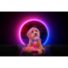 Retrodog Æsel Pink S Retrodog Æsel Pink S