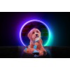 Retrodog Æsel Blå S Retrodog Æsel Blå S