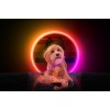 Retrodog Æsel Orange S Retrodog Æsel Orange S