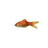 Robocat Fisk Guldfisk Robocat Fisk Guldfisk
