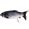 Robocat Fisk Karpe Robocat Fisk Karpe
