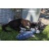 Robocat Fisk Karpe bevægelig bamse til kat