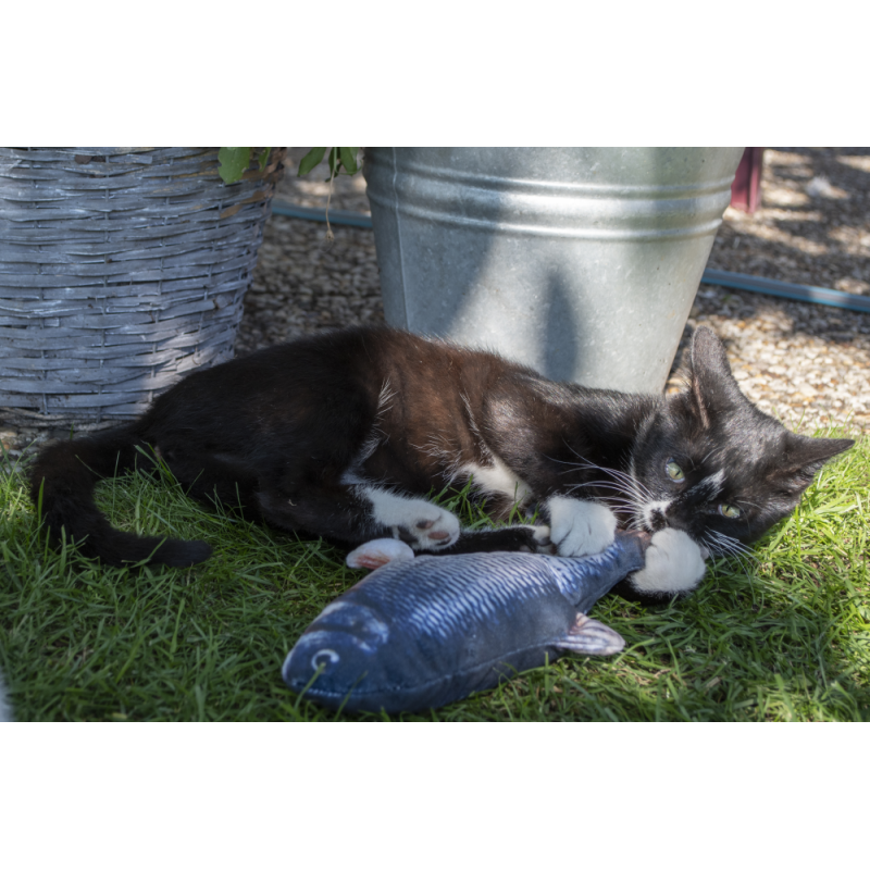 Robocat Fisk Ørred Robocat Fisk Ørred