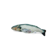 Robocat Fisk Laks Robocat Fisk Laks