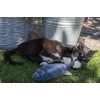 Robocat Fisk Laks Robocat Fisk Laks