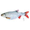 Robocat Fisk Kakerlak Robocat Fisk Kakerlak