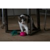 Robocat Mus Pink bevægelig bamse til kat