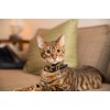 Spotted! Pro Hund og Kat S Spotted! Pro Hund og Kat S