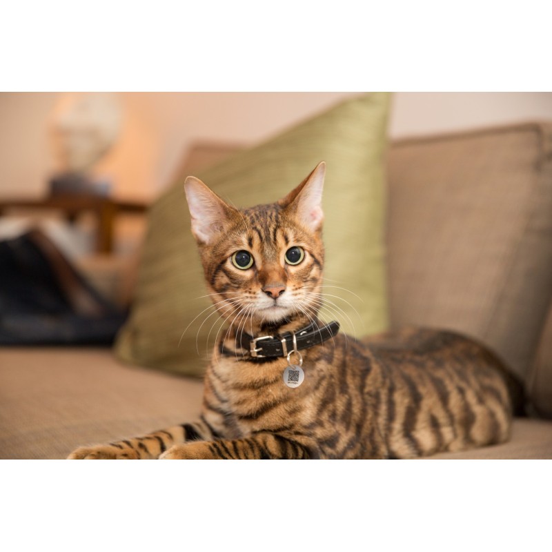 Spotted! Pro Hund og Kat S Spotted! Pro Hund og Kat S