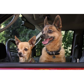 Sporing Pro Hund og Kat S Spotted! Sporing Pro Hund og Kat S Spotted!