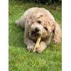 Ostebarer Tang S til hund SwissCowers