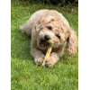 SwissCowers Ostebarer Tang S til hund SwissCowers Ostebarer Tang S til hund