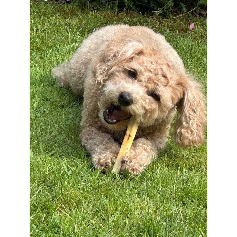 Ostebarer Tang S til hund SwissCowers Ostebarer Tang S til hund SwissCowers
