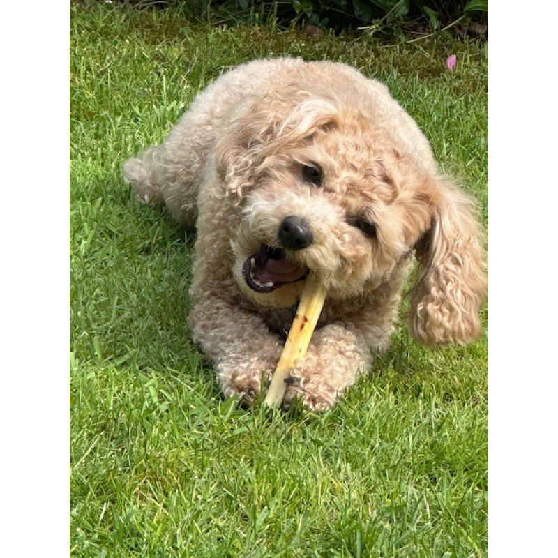 SwissCowers Ostebarer Tang S til hund SwissCowers Ostebarer Tang S til hund