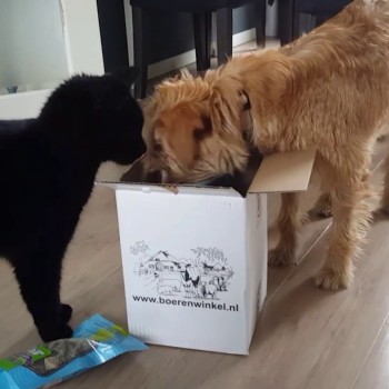 Blød snack med laks, græskar og selleri Glutenfri Braaaf Hundegodbidder Blød snack med laks, græskar og selleri Glutenfri Braaaf Hundegodbidder