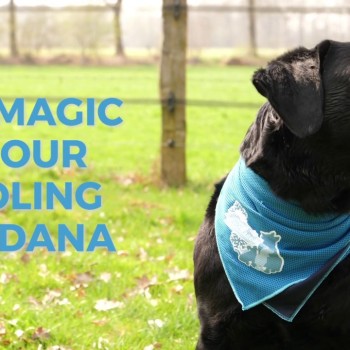 Kølebandana L CoolPets