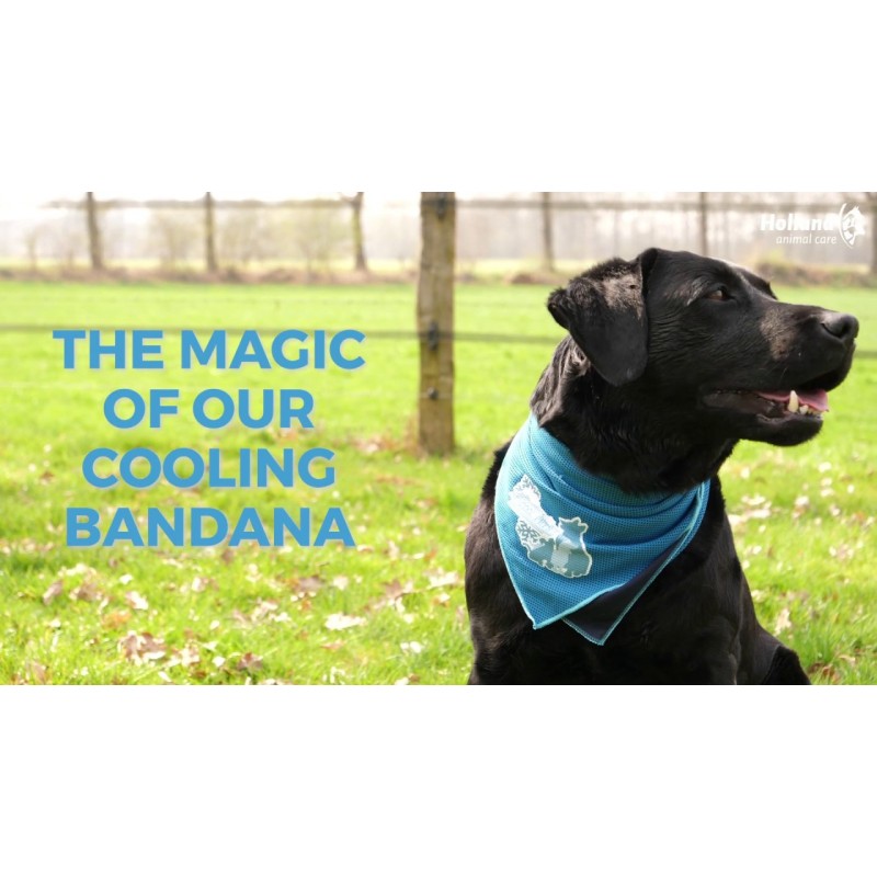 CoolPets Kølebandana M CoolPets Kølebandana M
