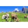 SwissCowers Ostebarer Bacon S til hund SwissCowers Ostebarer Bacon S til hund