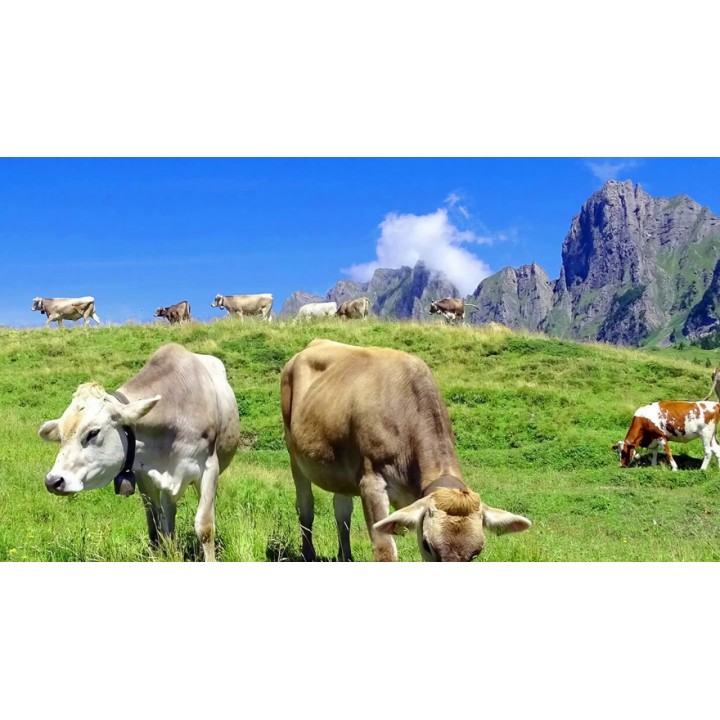 Ostebarer Bacon S til hund SwissCowers