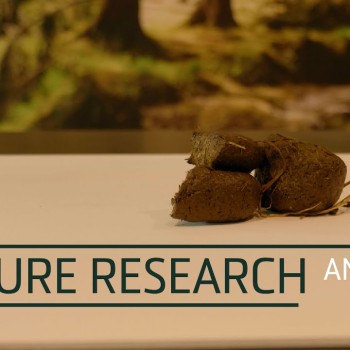 Psyllium Plus 1,2 kg Excellent Horse Psyllium Plus 1,2 kg Excellent Horse