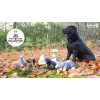Vildt liv Hund Rotte L23cm Vildt liv Hund Rotte L23cm
