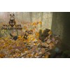 Vildt liv Hund Egern L20cm Vildt liv Hund Egern L20cm