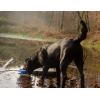 Vildt liv Hund And L25cm