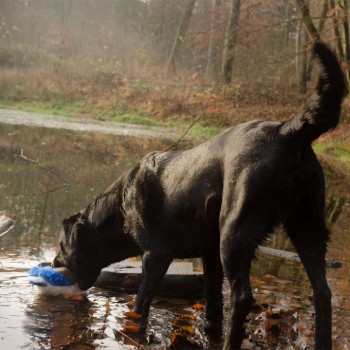 Hundelegetøj And L25cm Wild Life