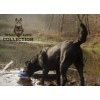 Vildt liv Hund And L25cm Vildt liv Hund And L25cm