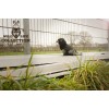 Vildt liv Hund Ravn L21cm Vildt liv Hund Ravn L21cm