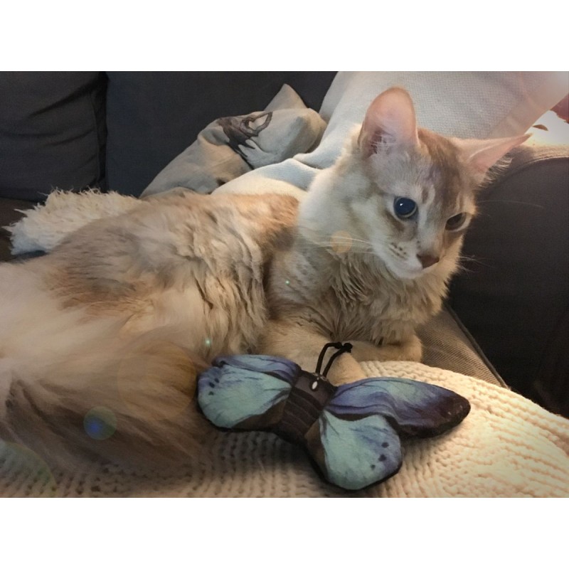 Kattelegetøj Kat Blå Sommerfugl L8cm Wild Life