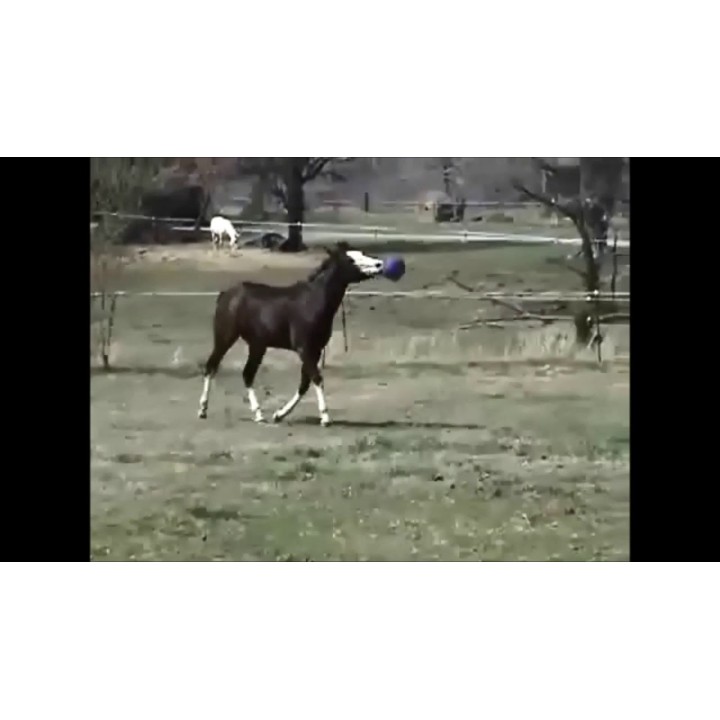 Legebold til hest Ocean Green Jolly